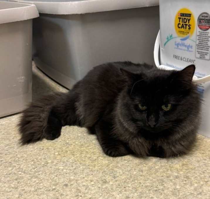 Photo of Midnight