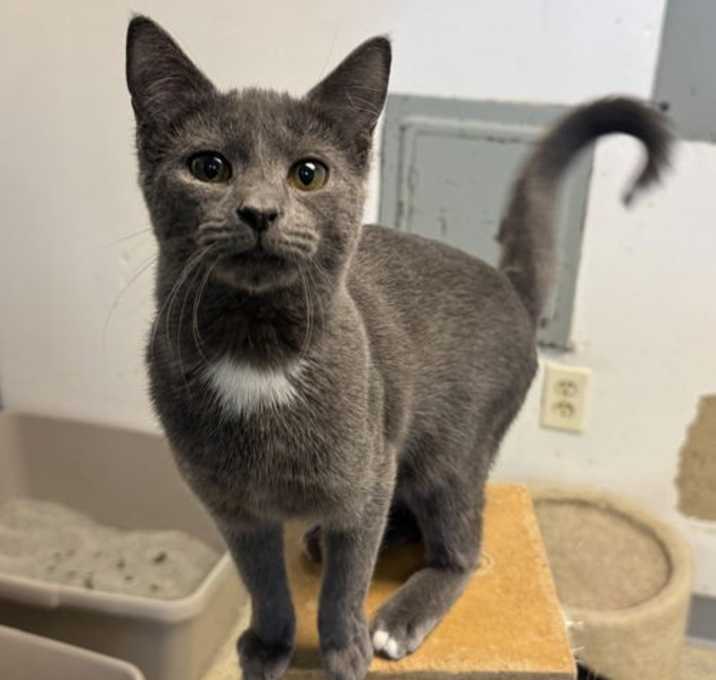 Photo of Smokey