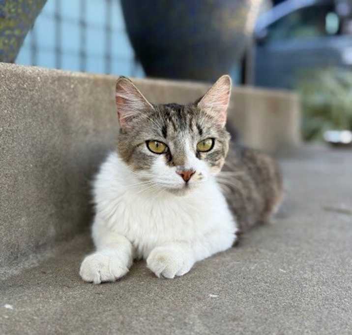 Photo of Socrates Loafy