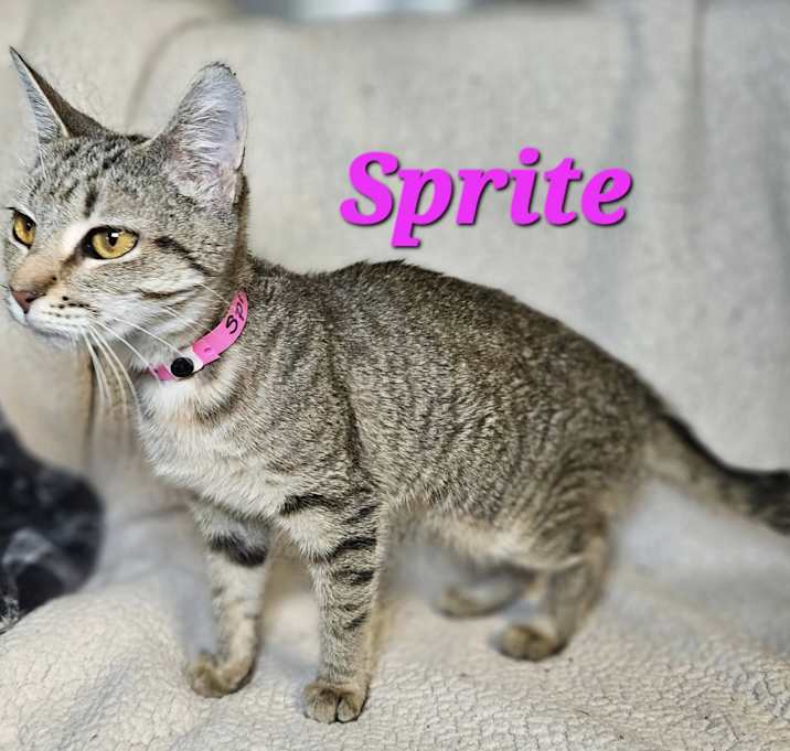Photo of Sprite