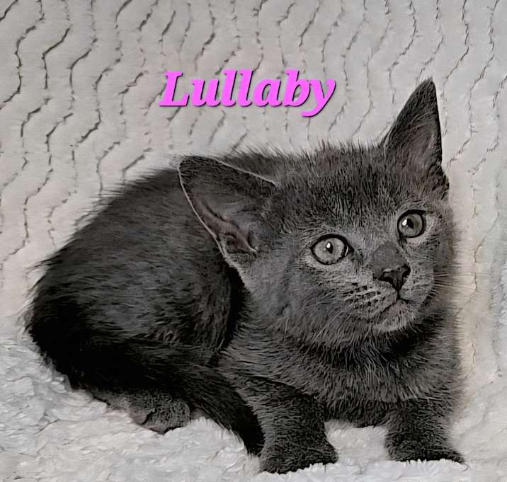 Photo of Lullaby