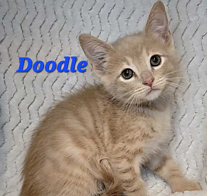 Photo of Doodle