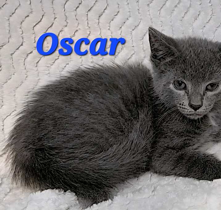 Photo of Oscar