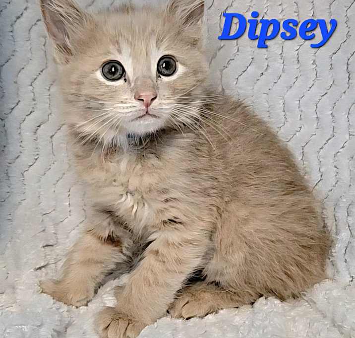 Photo of Dipsey