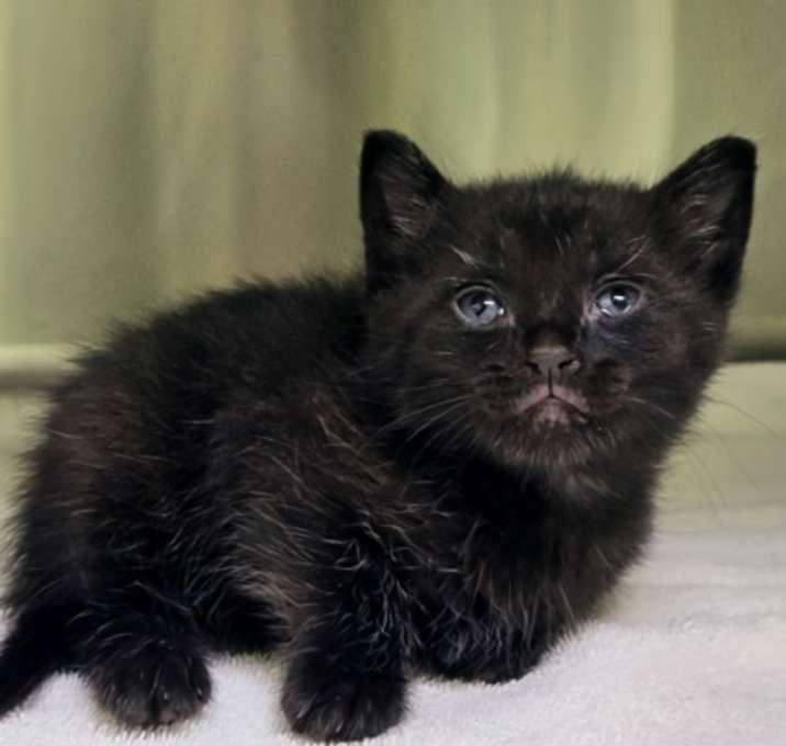 Photo of Biscuit