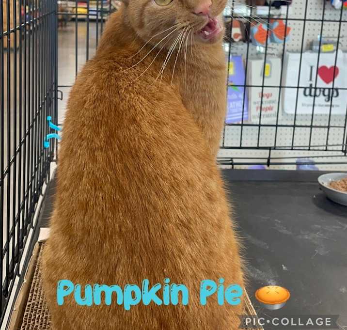 Photo of Pumpkin Pie