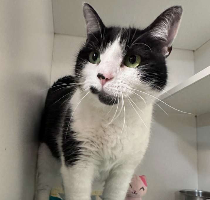 Photo of Patches
