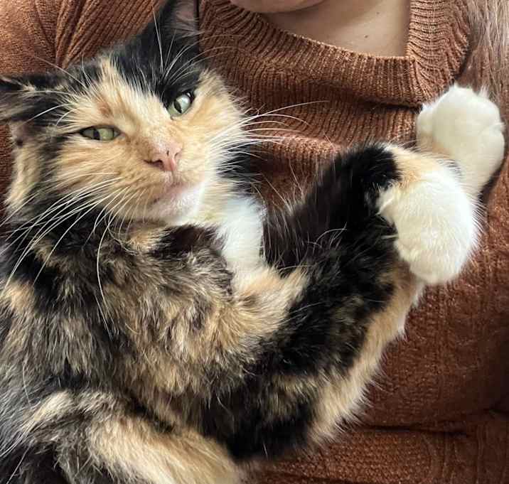 Photo of Murder Scene Cat
