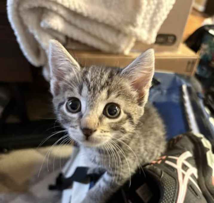 Photo of Sprinkles