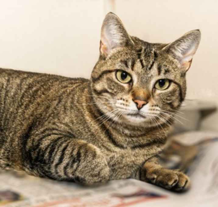 Photo of SWEET PEA