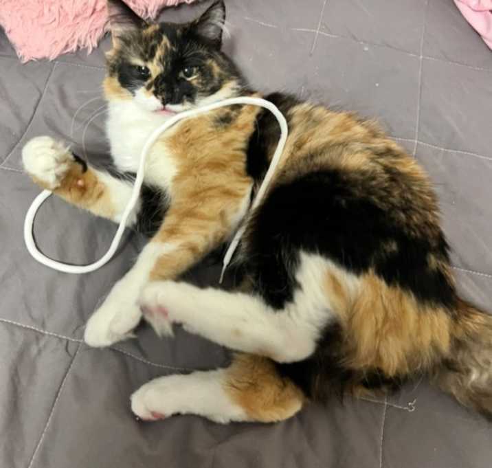 Photo of Missy