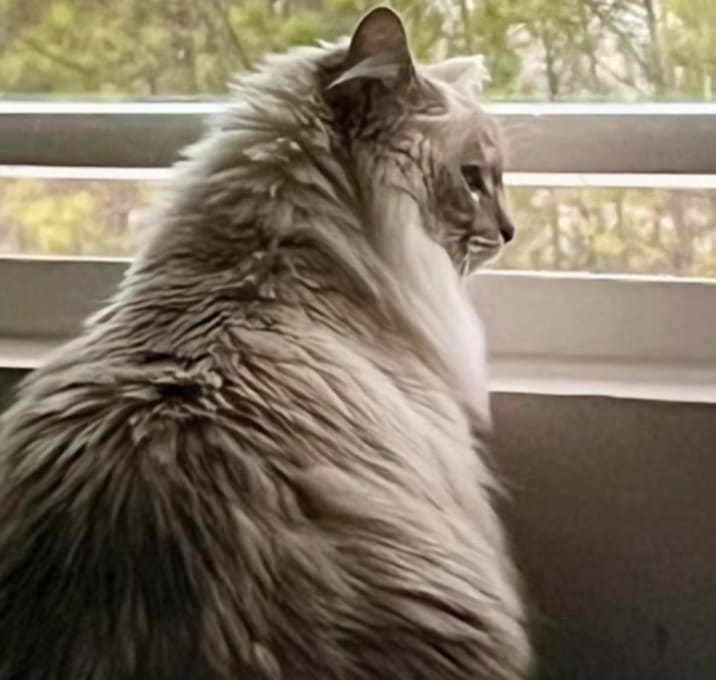 Photo of Mochi