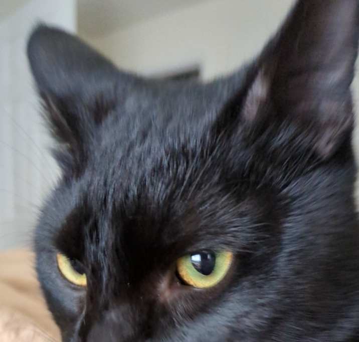 Photo of Luci