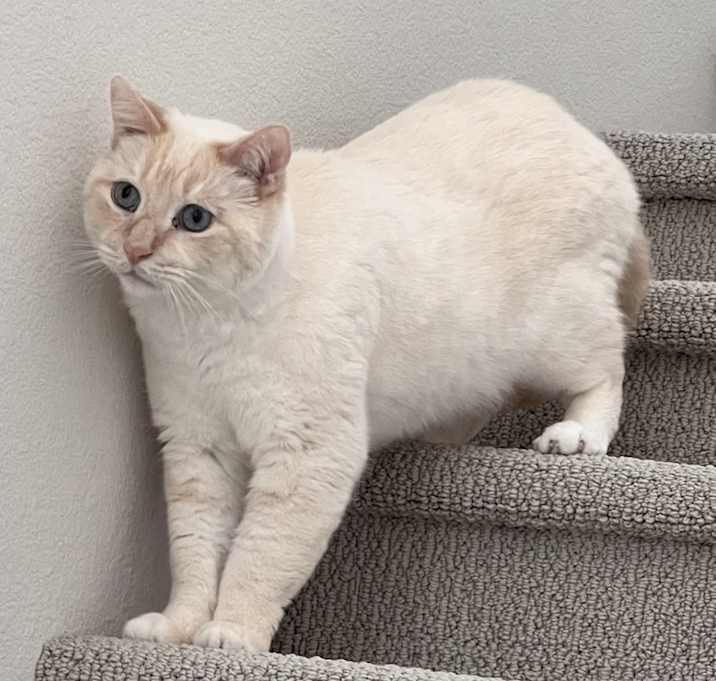 Photo of Tofu