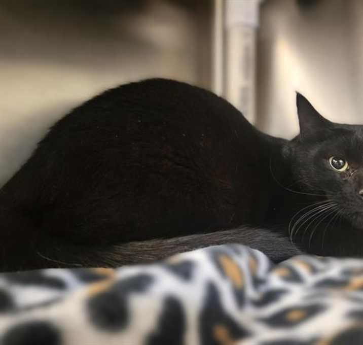 Photo of MERLIN