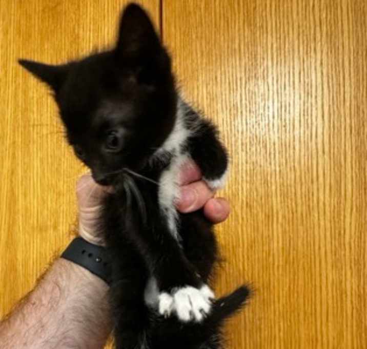 Photo of Darth
