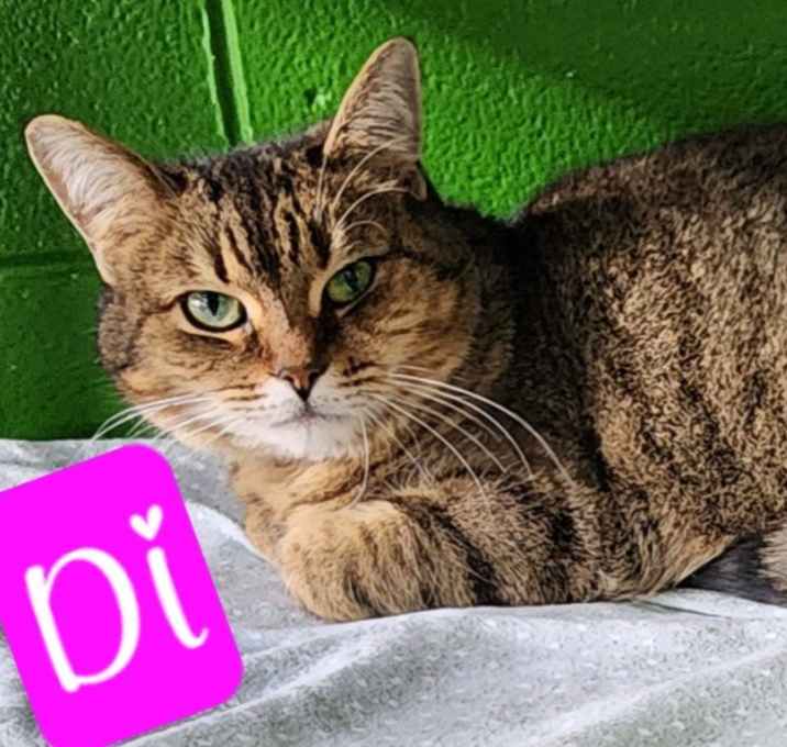 Photo of Di