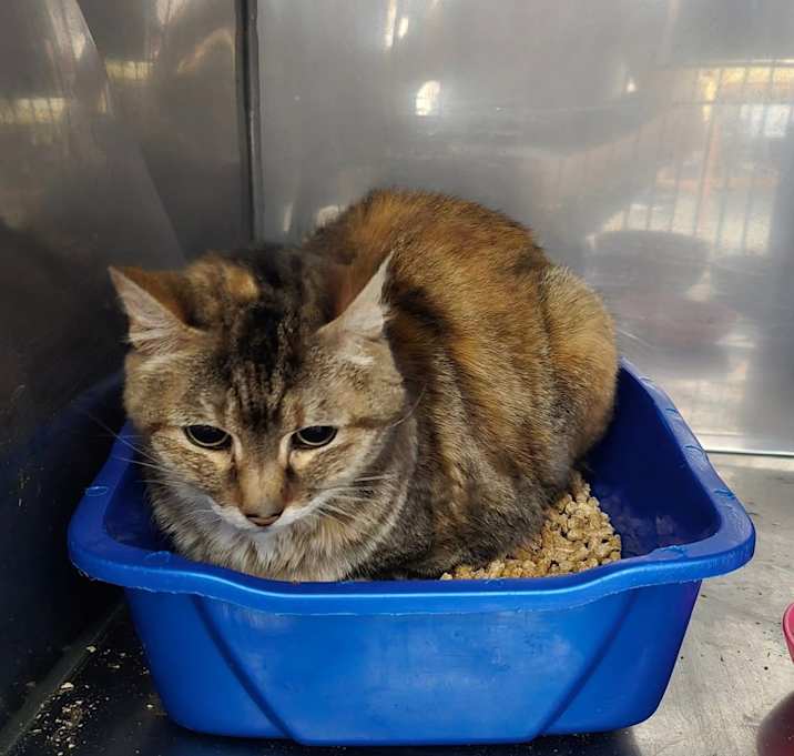 Photo of Willow