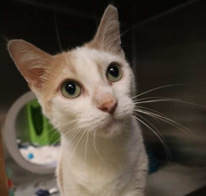 Photo of Aloha