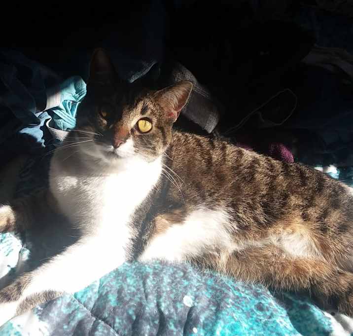 Photo of Cirilla