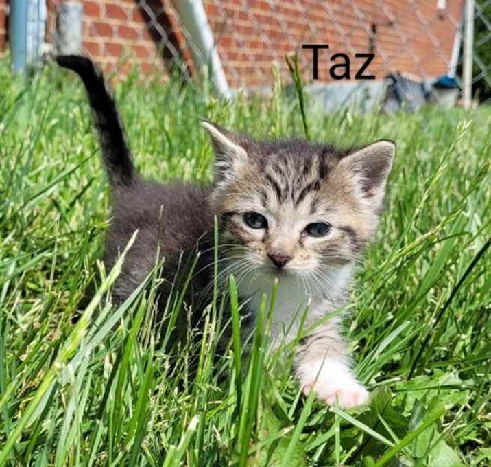 Photo of Taz
