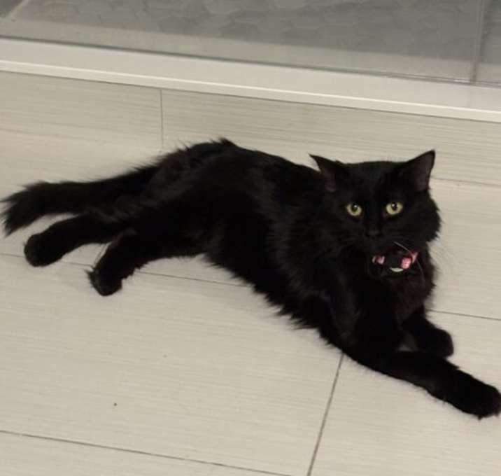 Photo of Shadow