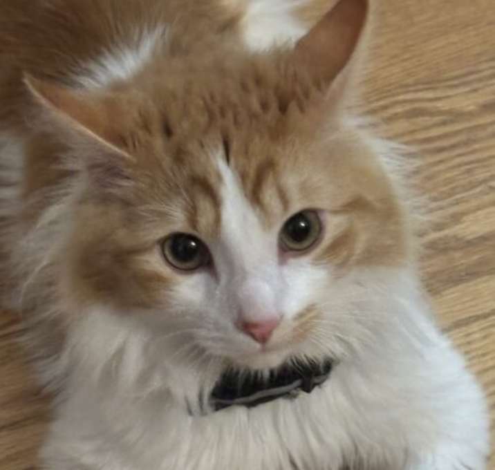 Photo of Theodore
