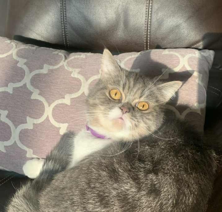 Photo of Oliver