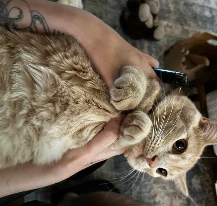 Photo of piggie