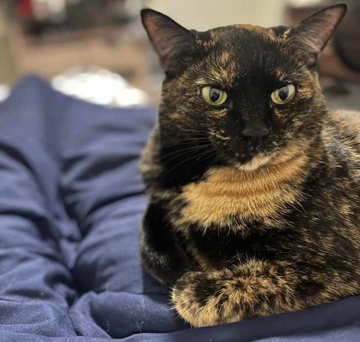 Photo of Snickers