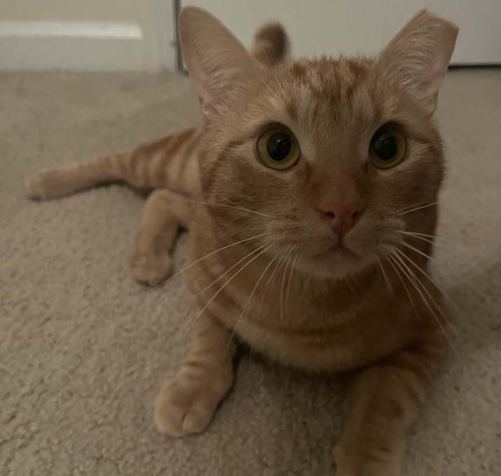Photo of Ollie