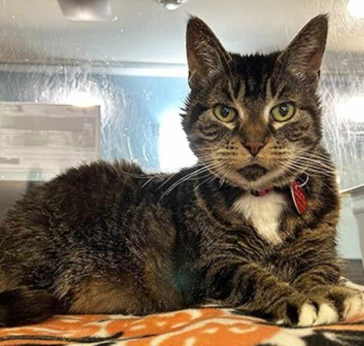 Photo of Tabby Girl - Bonded to Torta -
