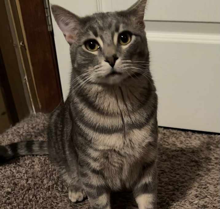 Photo of Dobby