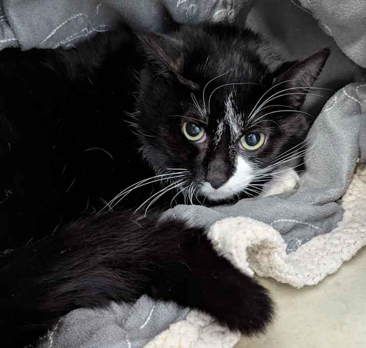 Photo of Choco