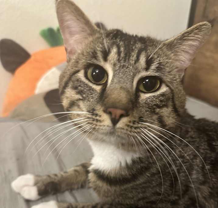 Photo of Ollie