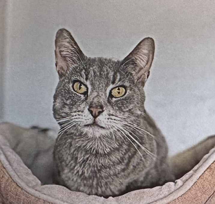 Photo of Silver