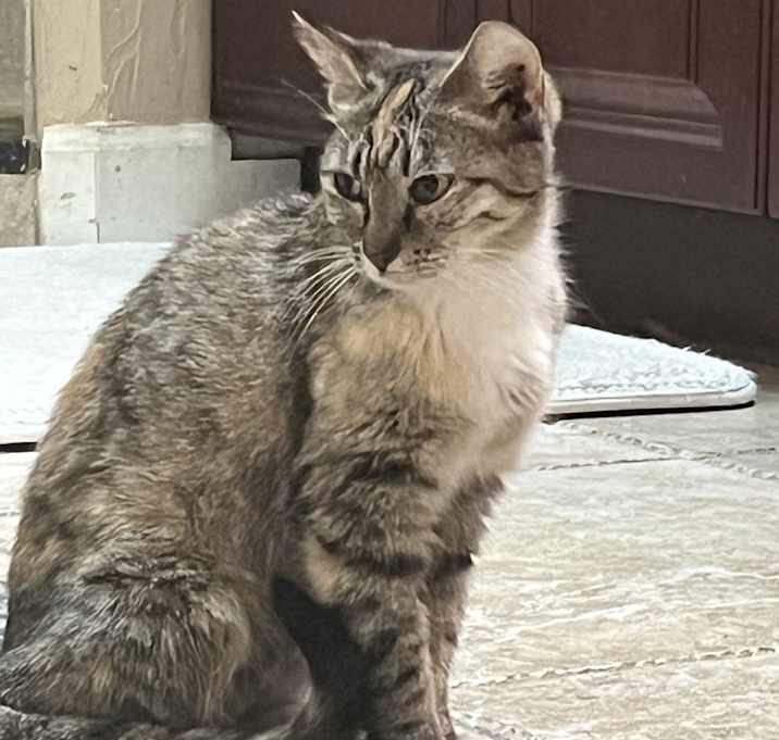 Photo of Cybill