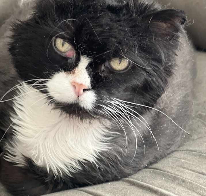 Photo of Stitches