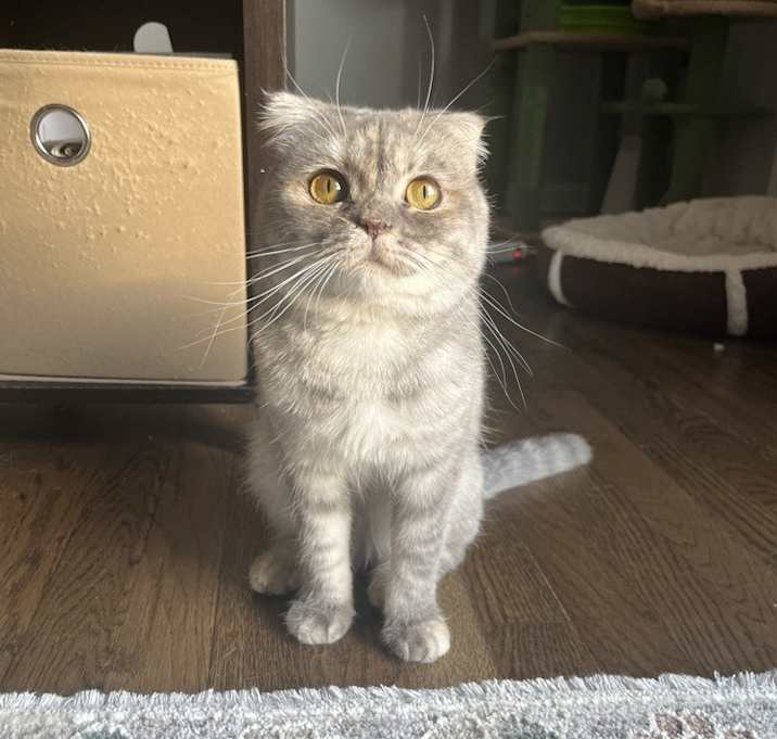 Photo of Lulu