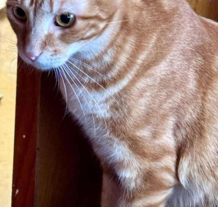 Photo of Tango 4