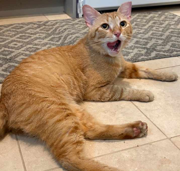 Photo of Ginger Boy