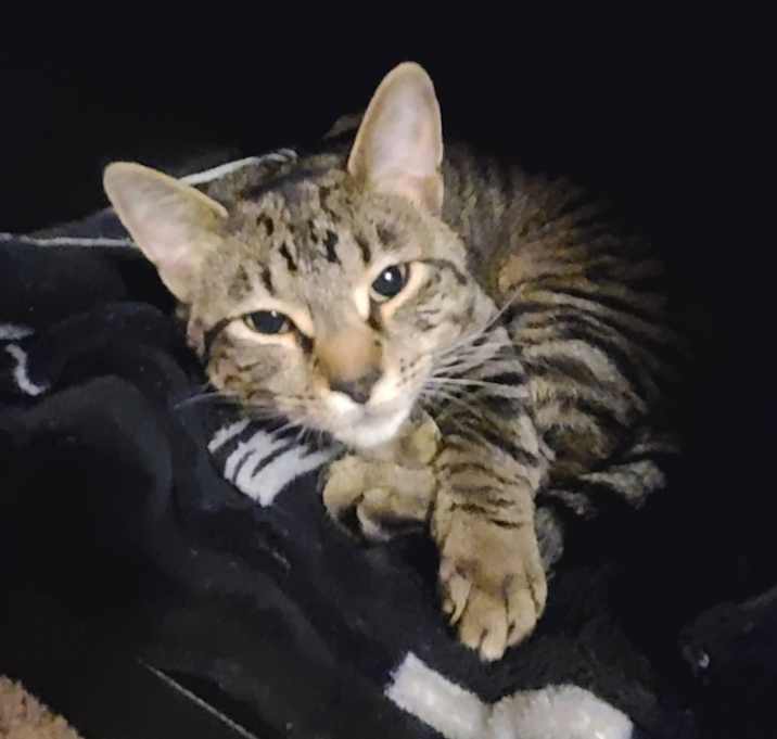Photo of Rocket