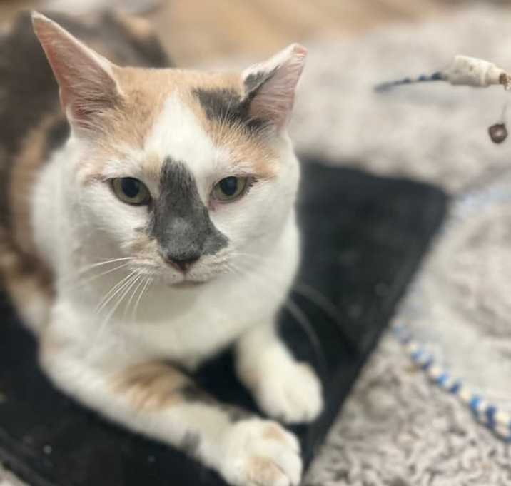 Photo of Sprinkles