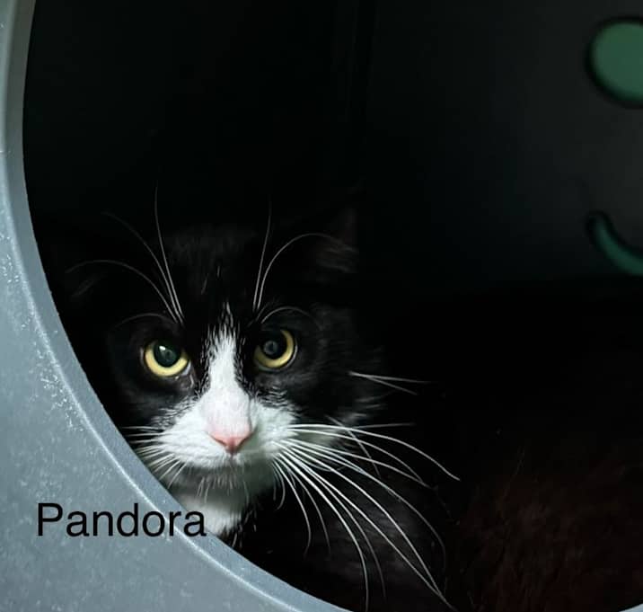 Photo of Pandora