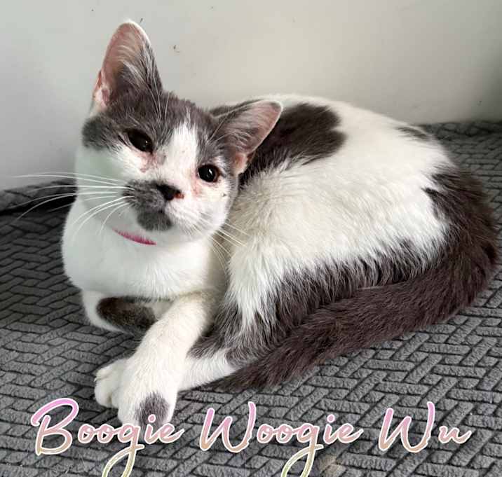 Photo of Boogie Woogie Wu