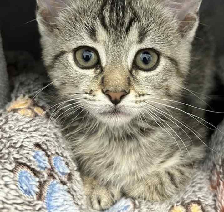 Photo of Thomasina