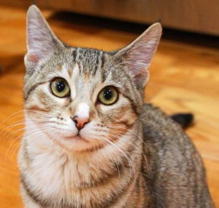 Photo of Bunny