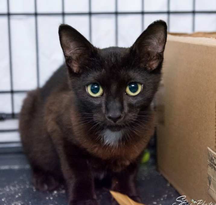 Photo of Dipper