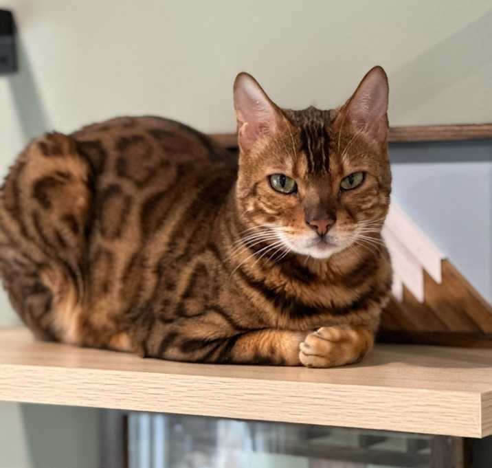 Photo of Mowgli