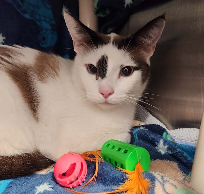 Photo of Mew